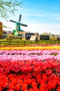 Landscape with tulips in Zaanse Schans, Netherlands, Europe Royalty Free Stock Photo