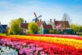 Landscape with tulips in Zaanse Schans, Netherlands, Europe Royalty Free Stock Photo