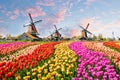 Landscape with tulips in Zaanse Schans, Netherlands, Europe Royalty Free Stock Photo