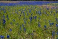 Turnbull National Wildlife Refuge with Flowering Common Camas