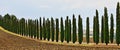 Landscape in Tuscany with cipress Royalty Free Stock Photo