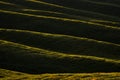 Landscape in Tuscany, near the Siana and Pienza, Sunrise morning in Italy. Idyllic view on hilly meadow in Tuscany in beautiful Royalty Free Stock Photo