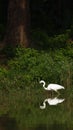 Landscape with two eastern egret in india