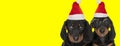 Two teckel dogs staying together and wearing a christmas hat Royalty Free Stock Photo