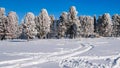 Two tracks from car tires on pure white snow, leading to coniferous trees