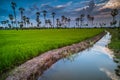 Landscape under scenic colorful sky at sunset over rice field and sugar palm trees. Rice fields and palm trees at sunset in Pathum Royalty Free Stock Photo