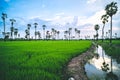 Landscape under scenic colorful sky at sunset over rice field and sugar palm trees. Rice fields and palm trees at sunset in Pathum Royalty Free Stock Photo