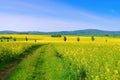 Landscape in Upper Lusatia with flowering rape field