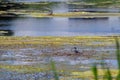 Landscape in delta Vacaresti Nature Park - Common tern - landmark attraction in Bucharest, Romania Royalty Free Stock Photo