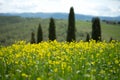 The landscape of Val d`Orcia with yellow flowers in the foreground, Tuscany Royalty Free Stock Photo