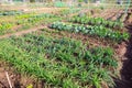 Vegetable garden with beds of beets, cabbage, onions and spinach