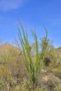 Landscape and Vegetation of the Sonoran Desert Royalty Free Stock Photo