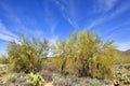 Landscape and Vegetation of the Sonoran Desert Royalty Free Stock Photo