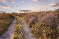 Landscape Veluwe nature reserve The Netherlands