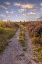 Landscape Veluwe nature reserve The Netherlands Royalty Free Stock Photo