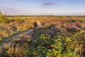 Landscape Veluwe nature reserve The Netherlands Royalty Free Stock Photo