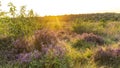 Landscape Veluwe nature reserve The Netherlands Royalty Free Stock Photo