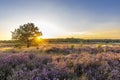 Landscape Veluwe nature reserve The Netherlands Royalty Free Stock Photo