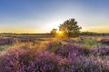 Landscape Veluwe nature reserve The Netherlands Royalty Free Stock Photo