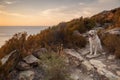 Kuvasz Dog sitting in the dry maquis on the coast of Corsica