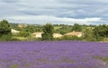 Landscape with vibrant purple Lavender field and typical village of Southern France in distance at blooming season Royalty Free Stock Photo