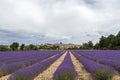 Landscape with vibrant purple Lavender field and typical village of Southern France in distance at blooming season Royalty Free Stock Photo