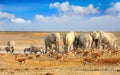 Landscape of a vibrant waterhole in Etosha