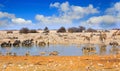 Landscape of a vibrant waterhole in Etosha