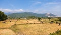 Vietnam, landscape with cows and bulls Royalty Free Stock Photo