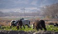 Landscape view animals eating grass Goat and sheep grassland out of city Royalty Free Stock Photo