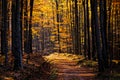Landscape view of autumn forest foliage and road Royalty Free Stock Photo