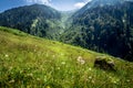 Landscape view of Ayder Plateau in Rize,Turkey Royalty Free Stock Photo