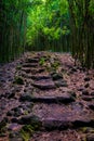 Landscape view of bamboo forest and rugged path, Maui