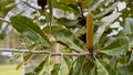 Landscape view of Banksia robur Swamp banksia