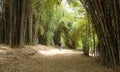 Landscape view of beautiful bamboo forest in daylight Royalty Free Stock Photo