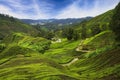 Landscape view of beautiful cameron highlands tea plantation in morning,Pahang, Malaysia Royalty Free Stock Photo