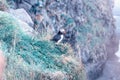 Landscape view of a beautiful icelandic Puffin on a cliff