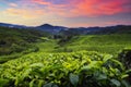 Landscape view of beautiful tea plantation in Cameron highlands in morning Royalty Free Stock Photo