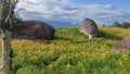 Beautiful Tiger Lilies (Daylily) Garden Blooming On The Hill Of Chi Ke Shan (Chike Shan), Yuli, Hualien,