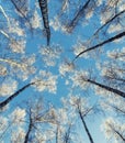 landscape view from below on the crowns and tops of birch trees covered with white frost against the blue sky in the Park Royalty Free Stock Photo