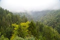 Landscape View Among Big Green Pine Trees Royalty Free Stock Photo