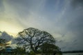 Tree and sky with clouds at sunset Royalty Free Stock Photo