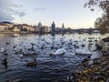 Landscape View of the Charles bridge in prague with birds and swans