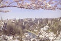 Cherry blossom and Railway bridge, towers of cathedrals as old town,Bern city,Switzerland,in Spring season