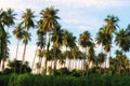 Landscape view of coconut farm trees with sky background with green cassava leaf in foreground Royalty Free Stock Photo