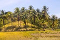 Landscape view of the coconut trees Royalty Free Stock Photo