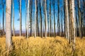 Landscape view of colorful autumn trees and dry grass