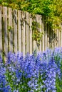 Landscape view of common bluebell flowers growing and flowering on green stems in private backyard or secluded home Royalty Free Stock Photo