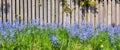 Landscape view of common bluebell flowers growing and flowering on green stems in private backyard or secluded home Royalty Free Stock Photo