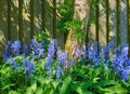 Landscape view of common bluebell flowers growing and flowering on green stems in private backyard or secluded home Royalty Free Stock Photo